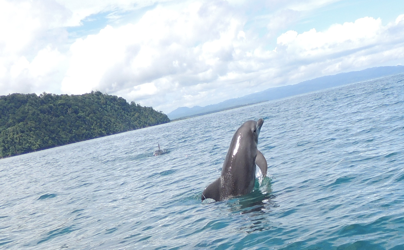 dauphins pacifique golfo dulce